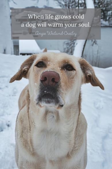 When life grows cold a dog will warm your soul quote