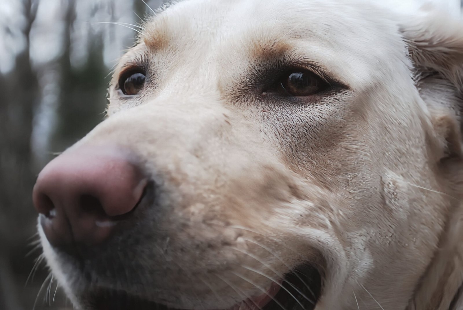 dog labrador cali