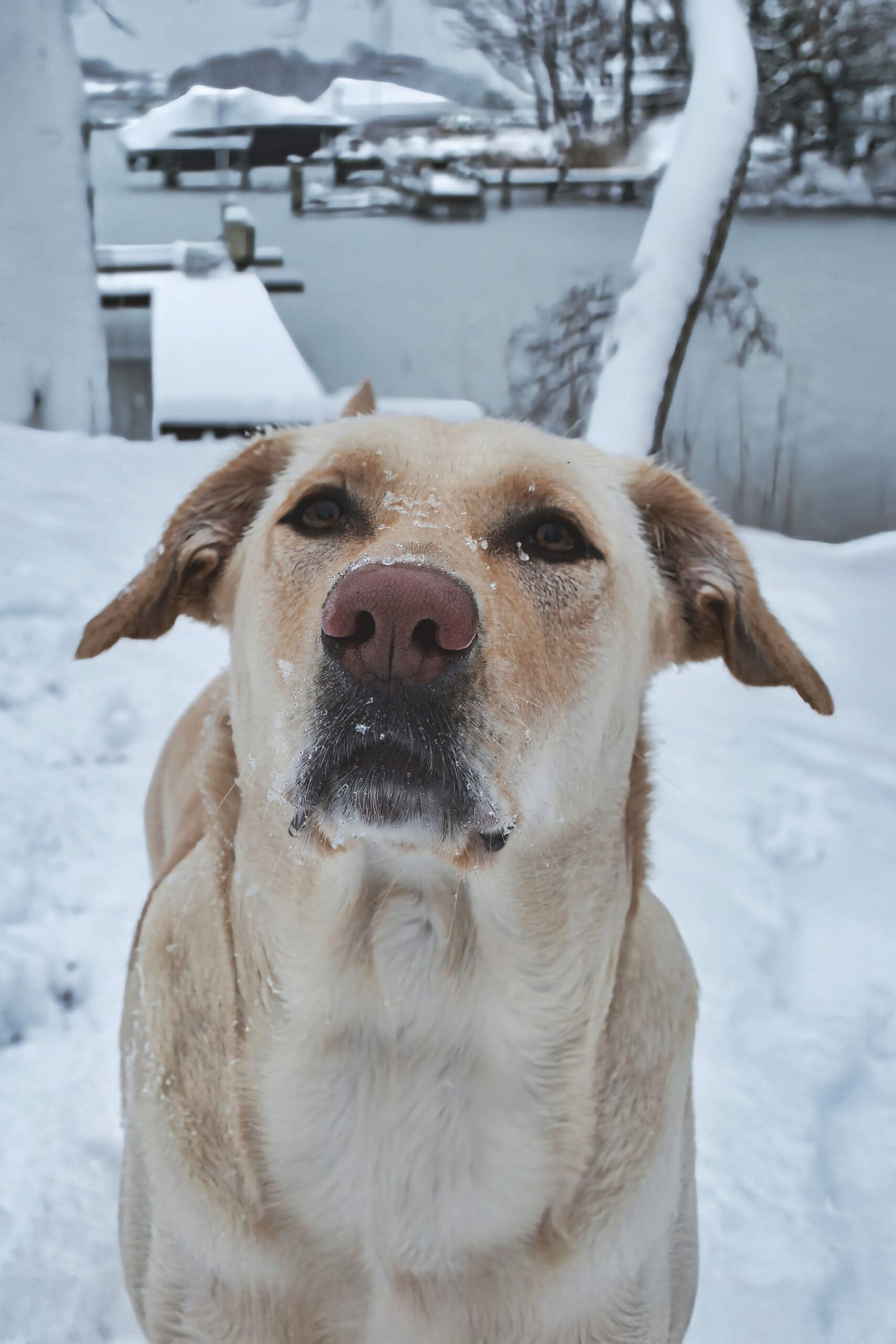 dog labrador cali