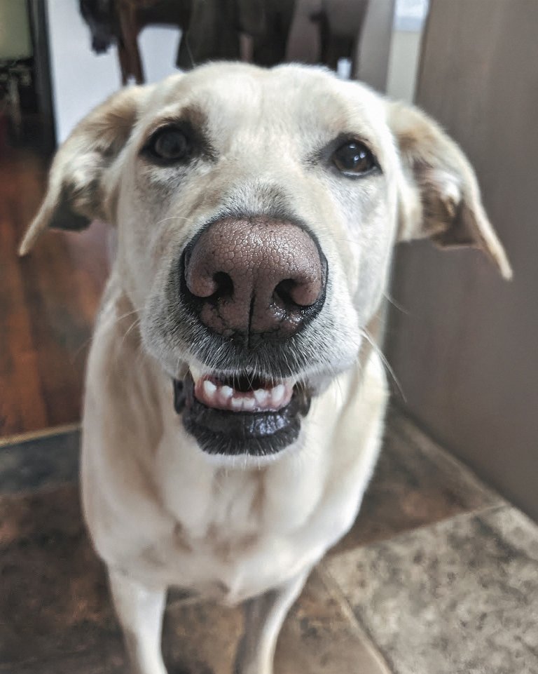 dog labrador cali