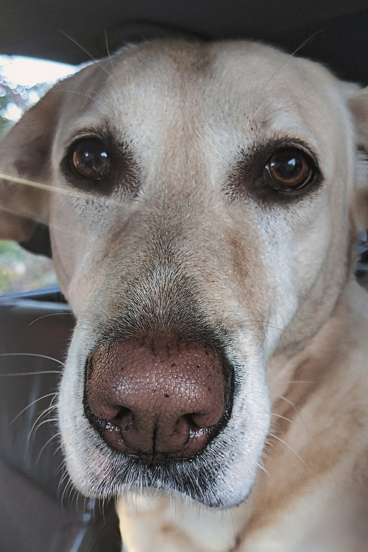dog labrador cali
