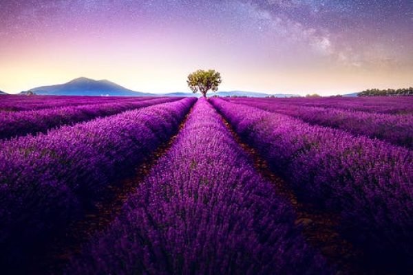 a lavender field at night....